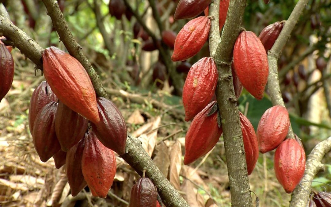 Equipe da UESC utiliza cacau em estudo de medicamento contra a Covid-19