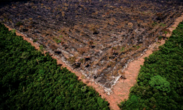 O lucro acima da natureza: BNDES entrega à iniciativa privada 26 parques naturais