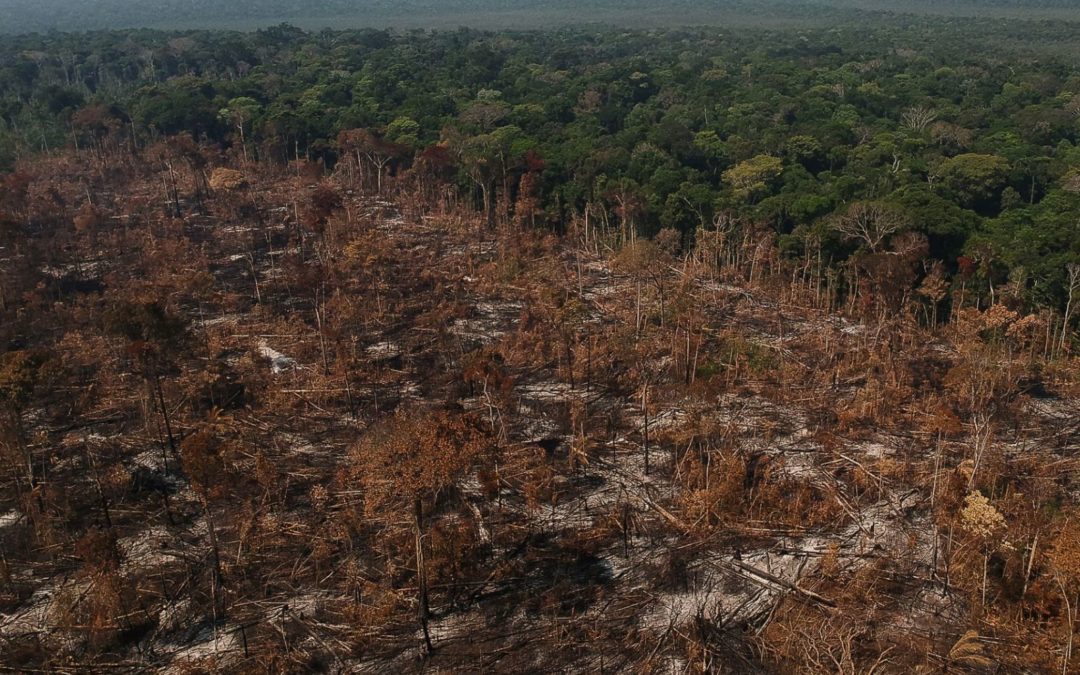 Agronegócio foi responsável por 97% do desmatamento no Brasil em 2021, aponta relatório